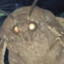 OmegaBearSigma