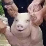 大吉大利陈大仙