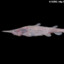 Goblin Shark