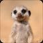 Baby_Meerkat