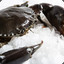 MudCrab