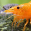 BIG Shrimpin&#039;