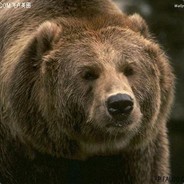 我爱吃糖醋鲤鱼