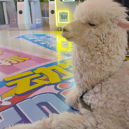 翻斗花园我最强