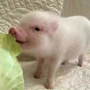 随缘枪法真实的一pi