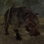 enslaved pig