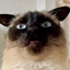 Avatar of FentPop