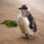 Rare Penguin