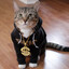 YN cat