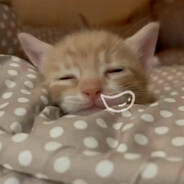 你虫脆是个红蛋