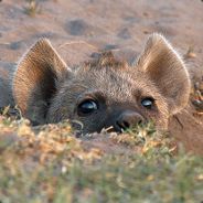 An Actual Hyena