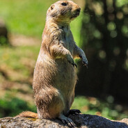 Marmotita