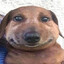 dolboeb