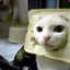 kat i brød