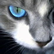 GazeYolo