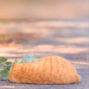 Happy Orange Cat