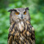 Horned Owl