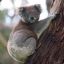 ApexKoala