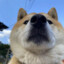 独孤狗