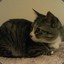 momot3254