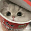 Meow4kmk