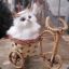 Cart-Cat