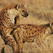 我要吃烤鸡翅啊