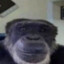 RobertDaGod