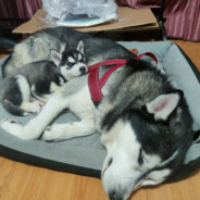 ☣Dynastic·Union☣