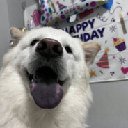 狗狗狗狗狗狗狗狗狗猫