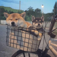 穷山恶水养猪人