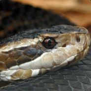 Cottonmouth