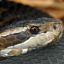 Cottonmouth