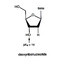 DEOXYRIBONUCLEOTIDE