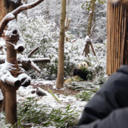 欧绍恩霸王虫爆辣辣条批发