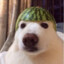 Melon Dog