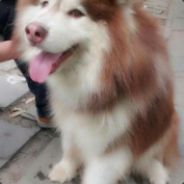 遇到SB我就气性大