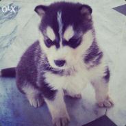 Athos