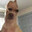 Hunde Petrus