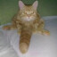 Chat Mignon