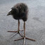 dubious creature