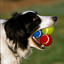 CumDog
