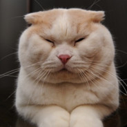 专杀俄毛 =={::::::>