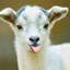 Caffeinated_Goat