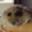 Hampter