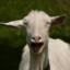 GOAT
