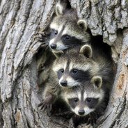 3Raccoonz