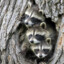 3Raccoonz