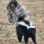 SKUNX
