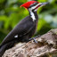 Pialated Woodpecker